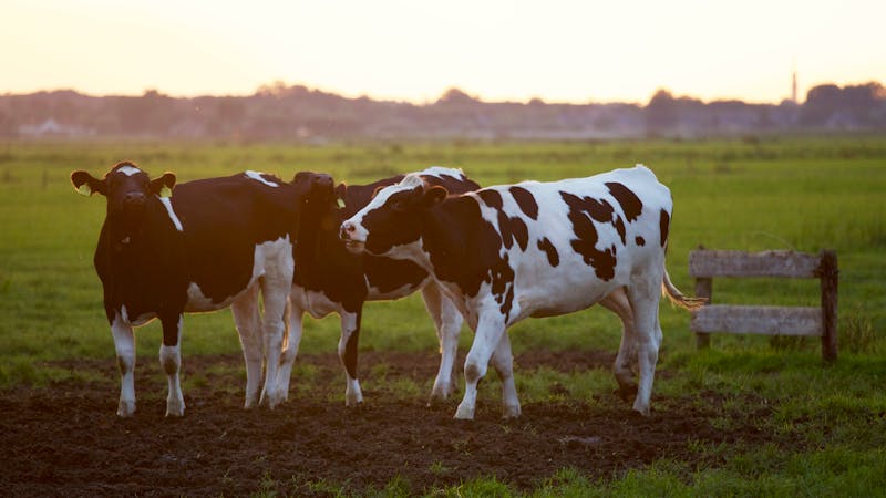 El lobo mata una vaca en una granja de Rodeiro
