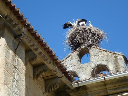 La provincia recibe estos meses a entre 200 y 250 cigüeñas que regresar de África para reproducirse. Gran parte de los nidos son artificiales, colocados por Sociedade Galega de Historia Natural.