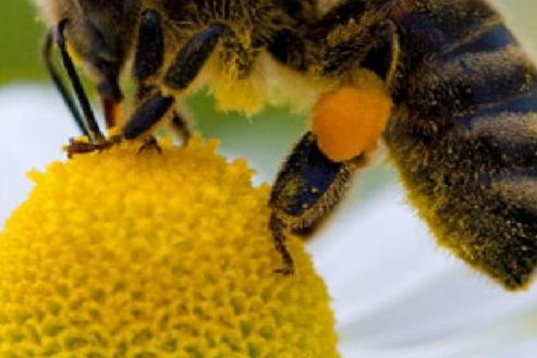 El colectivo Abellas Nais reclama un centro oficial que conserve la genética de la abeja autóctona. 